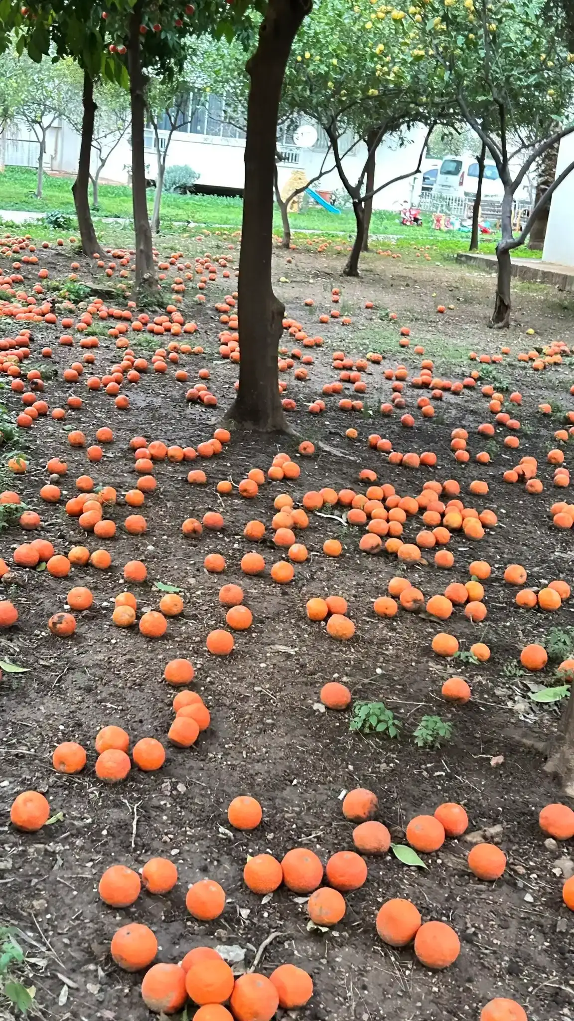 Antalya’nın Simgesi Turunçlar Dallardan Yere Düştü! 7